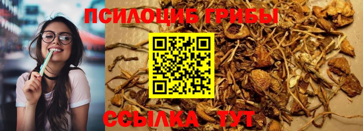 Псилоцибиновые грибы мицелий Моздок